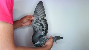 Pigeon image