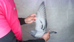 Pigeon image