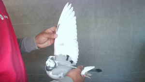 Pigeon image