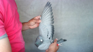 Pigeon image
