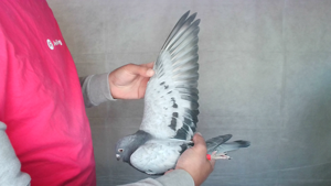 Pigeon image