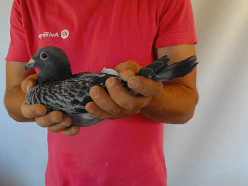 Pigeon image