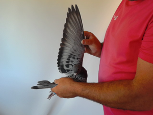 Pigeon image