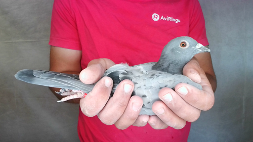Pigeon image