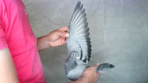 Pigeon image