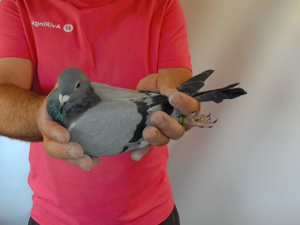 Pigeon image