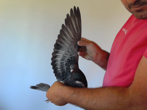 Pigeon image