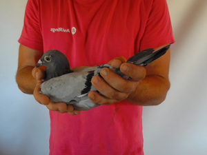 Pigeon image