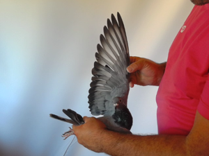 Pigeon image