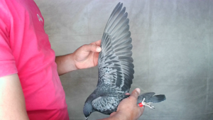 Pigeon image