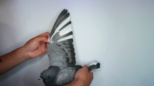 Pigeon image