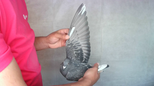 Pigeon image