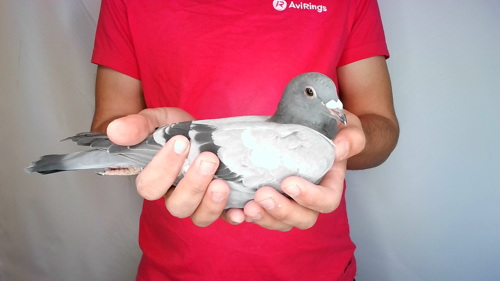Pigeon image