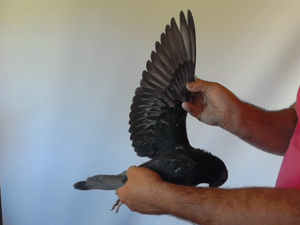 Pigeon image