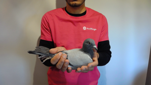 Pigeon image