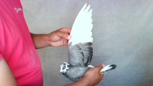 Pigeon image