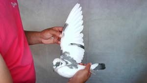 Pigeon image