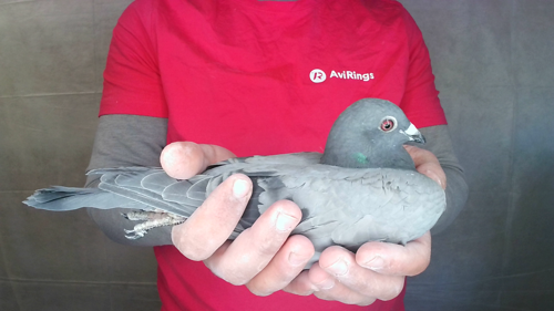 Pigeon image