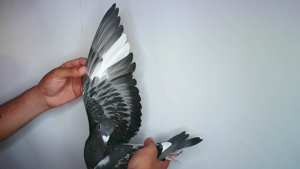Pigeon image