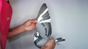 Pigeon image