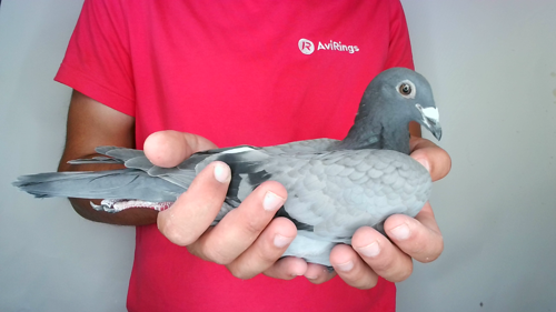 Pigeon image