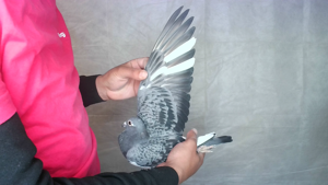 Pigeon image