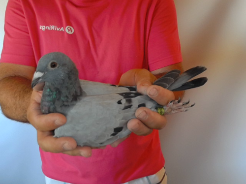 Pigeon image