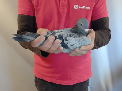 Pigeon image