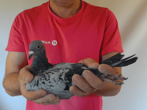 Pigeon image