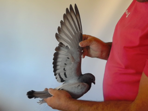 Pigeon image