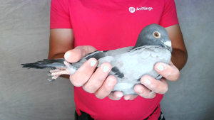 Pigeon image