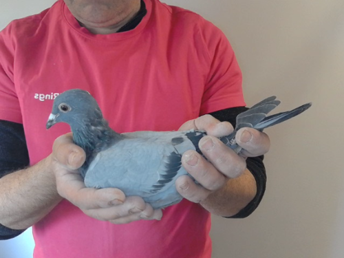 Pigeon image