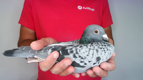 Pigeon image