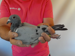 Pigeon image