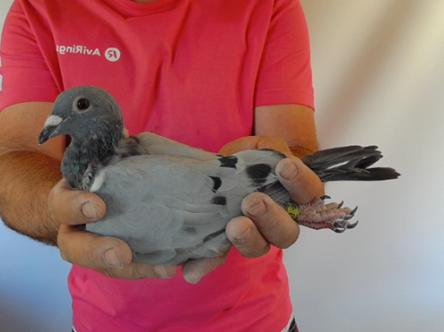 Pigeon image
