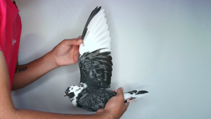 Pigeon image