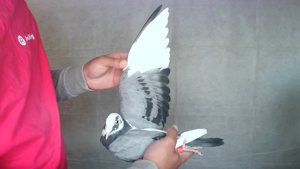Pigeon image