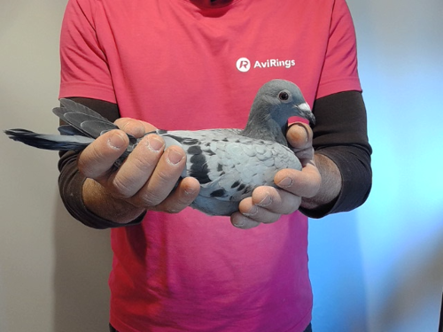 Pigeon image