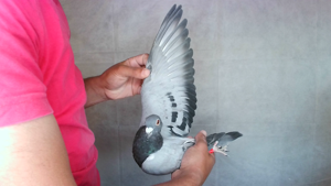 Pigeon image