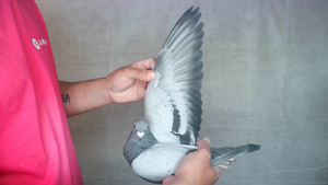 Pigeon image