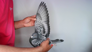 Pigeon image