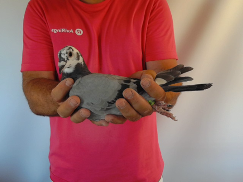 Pigeon image