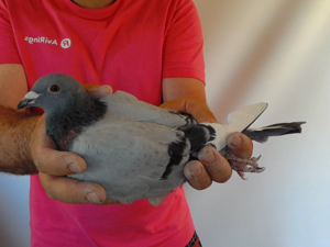 Pigeon image