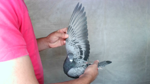 Pigeon image