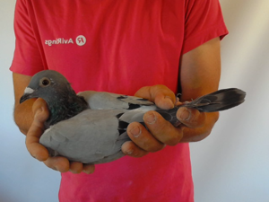Pigeon image