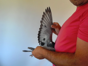 Pigeon image