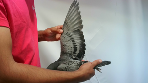 Pigeon image