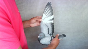 Pigeon image