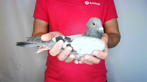 Pigeon image