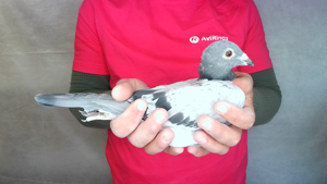 Pigeon image